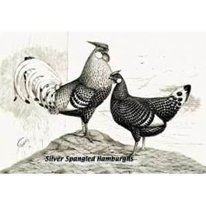  Silver Spangled Hamburghs 16X24 Canvas Giclee