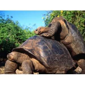  Galapagos Giant Tortoises Mating (Geochelone Elephantopus 