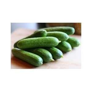  Todds Seeds   cucumbers   Spacemaster 80 Cucumber Seed 