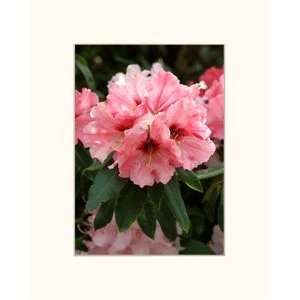  3D Pink Azalea 5x7