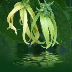  Fleurs Dylang ylang à Différents Stades De Maturité 