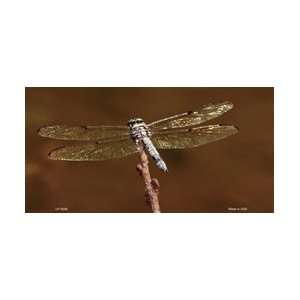  LP 3036 Dragon Fly License Plate Tags  Full Color 