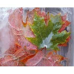  Autumn Leaves in Ice 2 Photo Canvas with Float Frame (Full 