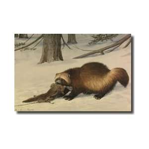  Wolverine Dragging Away An Animal Killed By A Snare Giclee 