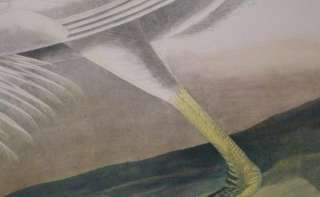 1860 Original Audubon Bien Print of Great White Heron  