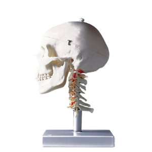  Skull on Cervical Spine 4 Part 3D Model Industrial & Scientific