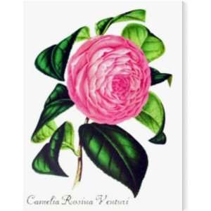  Camelia Rosina Venturi AZV00535 metal print