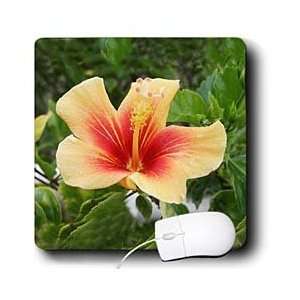    Flowers   Red and Yellow Hibiscus   Mouse Pads Electronics