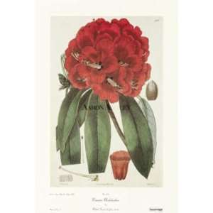    Romantic Rhododendron   Robert Sweet 10.5x16 CANVAS