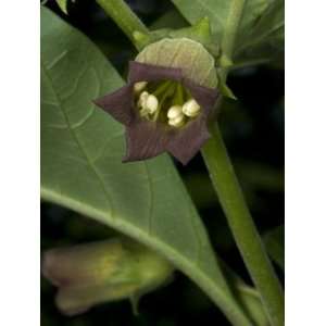  Atropa Belladonna, Belladonne, the Deadly Nightshade 