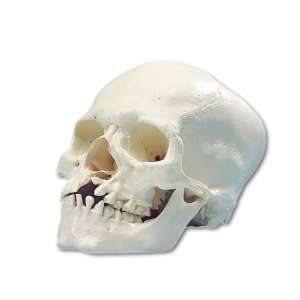 3B Scientific A29/1 Microcephalic Human Skull Model, 9.1 x 6.5 x 6.7 