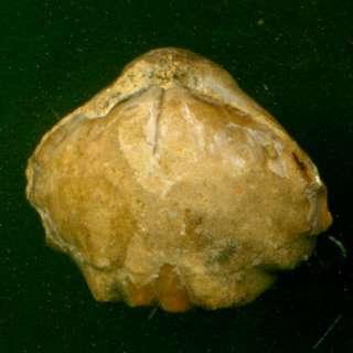 Fossil Brachipod  Rhynchonella cf. portlandica  