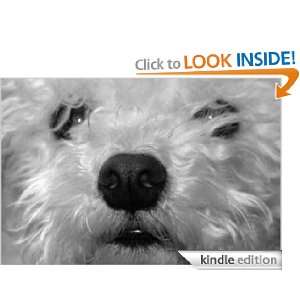 Tips on Buying a Hypoallergenic Dog Dog Breeder  Kindle 