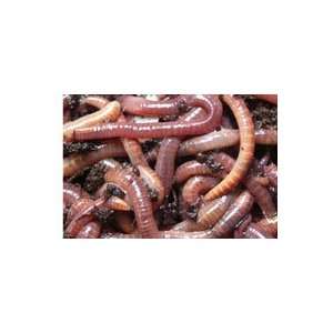  10# Bulk CompostCritter Red Wigglers