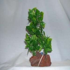 Aerating Double Green Plant