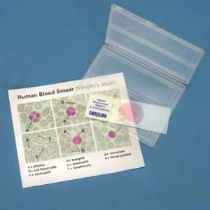  Human Blood Self Study Kit, Microscope Slide Industrial 