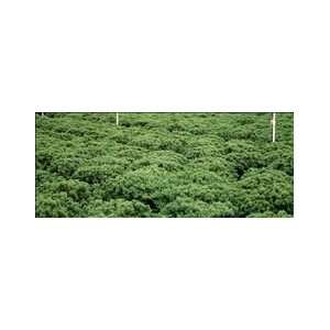 Juniper Procumbens Nana ~Bonsai Starter Plant~  Grocery 