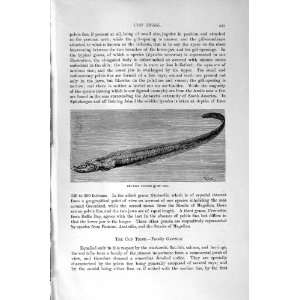  NATURAL HISTORY 1896 HADDOCK WHITING COD FISH LYCODES