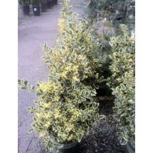  Variegated English Holly, Five Gallon Container Patio 