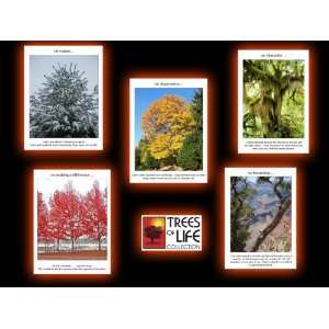  Trees of Life Notecard Collection   Spiritual Arts 