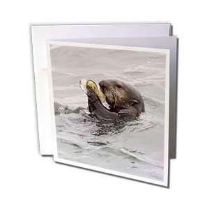  VWPics Sealions and Seals   California Sea Otter eating a 