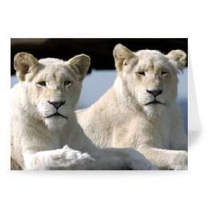  White Lions at the West Midland Safari Park,   Greeting 