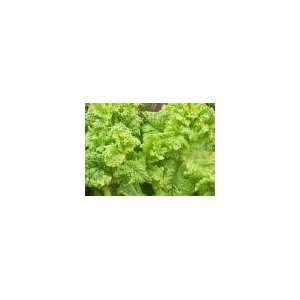   Simpson Leaf Lettuce Seed   2g Seed Packet Patio, Lawn & Garden