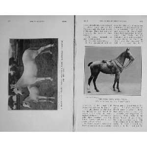    1913 Horses Highland Welsh Polo Pony Shetland Fell