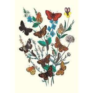  Vintage Art Butterflies M. Cynthia, M. Athalia, et al 
