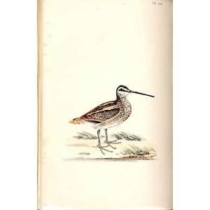 Snipe Meyer H/C Birds 1842 50 
