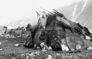 c1899 photo Sea lions hung on hut, Inuit Indians  