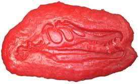Baryonix Head Dinosaur Fossil Concrete Stamp (14)  