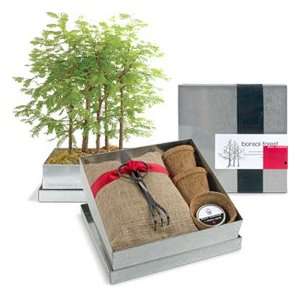  Bonsai Box  Redwood Patio, Lawn & Garden