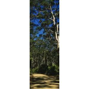  Eucalyptus Trees in a Forest, Australia Premium 