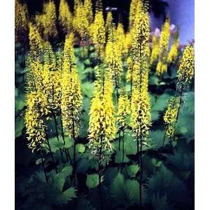   Beauty Ligularia The Rocket Sun/Shade 8 Plants Patio, Lawn & Garden