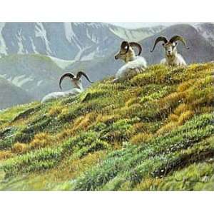   Bateman   Mountain Meadow Dall Sheep Artists Proof