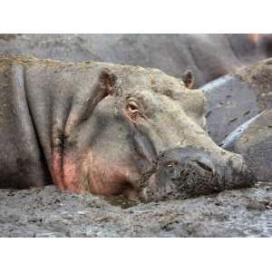 Katavi National Park, A Hippo Basks in Mud Wallow as the Katuma River 