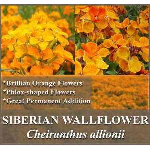 oz (13,000+) SIBERIAN WALLFLOWER Seeds Clusters of fiery ORANGE Flower 