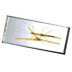   and H   Large Insect Paperweight   Walking Stick