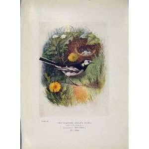 Pied Wagtail Bird Egg Colour Antique Old Print Fine Art 