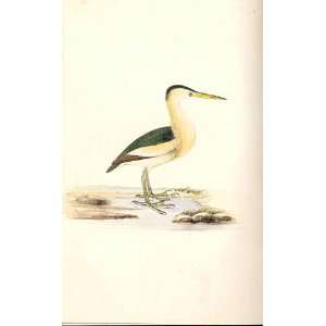  American Bittern Meyer H/C Birds 1842 50