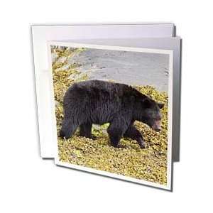  VWPics Animals   Black Bear.(Ursus americanus).Vancouver 