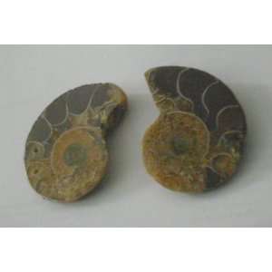  Ammonite Fossil Pairs 2 By 1.5 Inches 