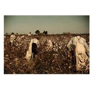  African American Day Laborers Picking Cotton Near 