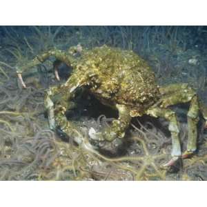 Sheep Crab (Loxorhynchus Grandis), Anacapa Island, California, Usa 