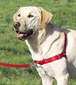 EASY WALK HARNESS Dog Premier/Gentle Leader No Pull  