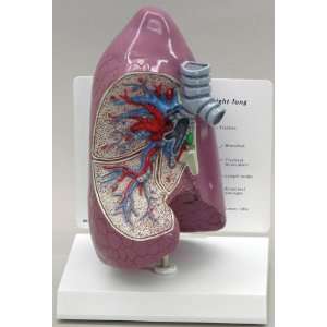  Lung Anatomical Model Industrial & Scientific