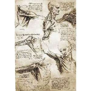  Study Of The Anatomy Leonardo da Vinci. 10.75 inches by 