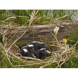 Striped Skunk Babies in their Nest, Mephitis Mephitis, North America 