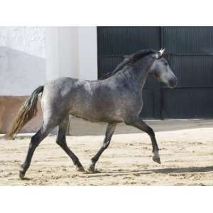  Grey Andalusian Mare Trotting in Arena Yard, Osuna, Spain 